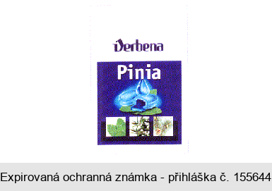 Verbena Pinia
