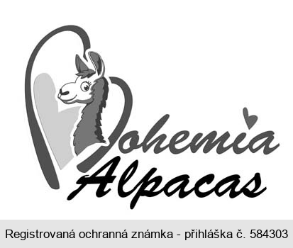 Bohemia Alpacas