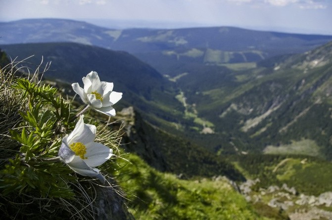 Krkonošský národní park slaví 55. narozeniny