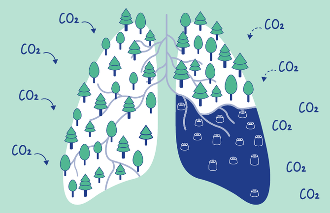 The infographic explains how a revision of the LULUCF regulation sets rules for emission reductions and carbon removals in the land use, land use change and forestry sector.