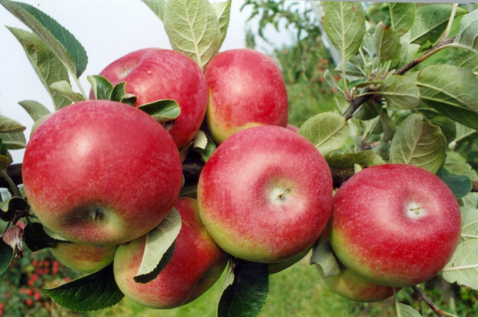 Prokázala se přítomnost pesticidu propargite Pesticid Propagite v jablkách je v EU úplně zakázaný