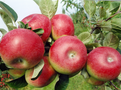 Pesticid Propagite v jablkch je v EU pln zakzan 