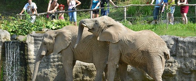 sloni-africti.jpg