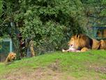 Plzesk zoo modernizovala vbh pro lvy