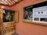 Plzesk zoo modernizovala vbh pro lvy