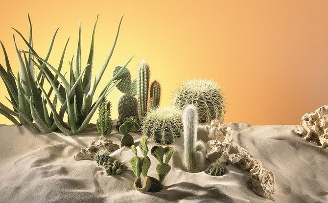 Zimování kaktusů a sukulentů