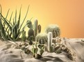 Zimování kaktusů a sukulentů