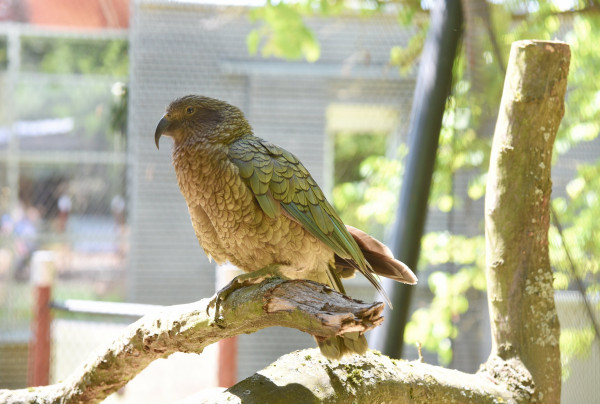 Papouci nestor kea v libereck zoo maj nov pavilon. Vznikl z toalet