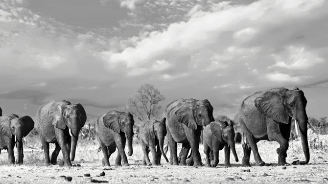 Zachrame slony a dalch na 600 ohroench druh. Zaala mezinrodn konference o CITES