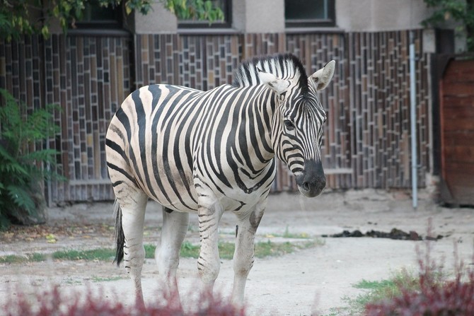 Krlovdvorsk Safari Park obdr pes 59 milion korun z krajskho rozpotu