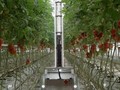 robot fotí rajčata ve skleníku