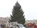 Vánoční strom na náměstí republiky v Plzni