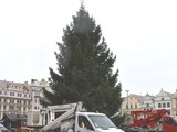 Vnon strom na nmst republiky v Plzni