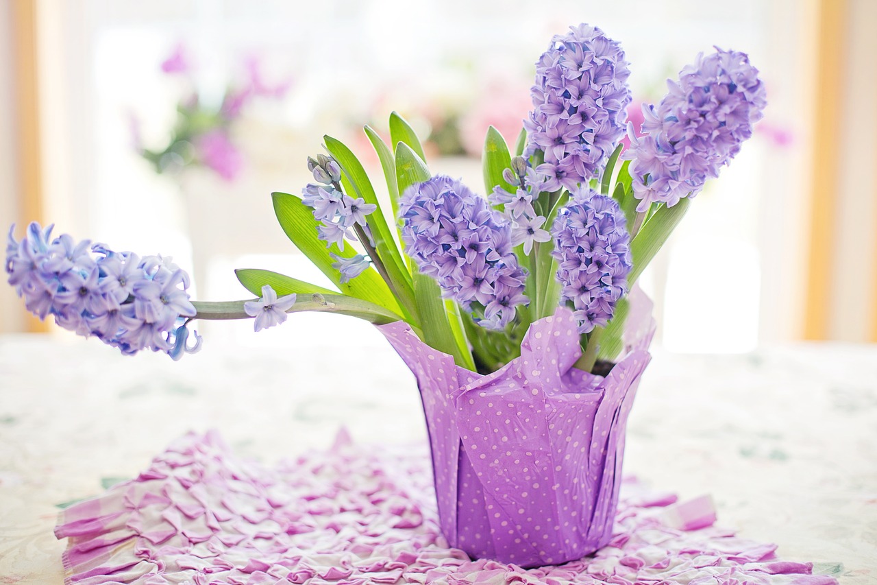 hyacinth ilustrační foto