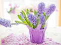 hyacinth ilustrační foto