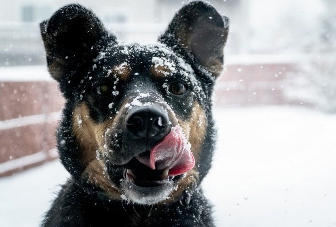 Psi v zimě více většinou jedí
