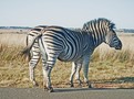 zebry na silnici