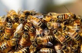 Kromě nedostatku medu tak hrozí i malá úroda