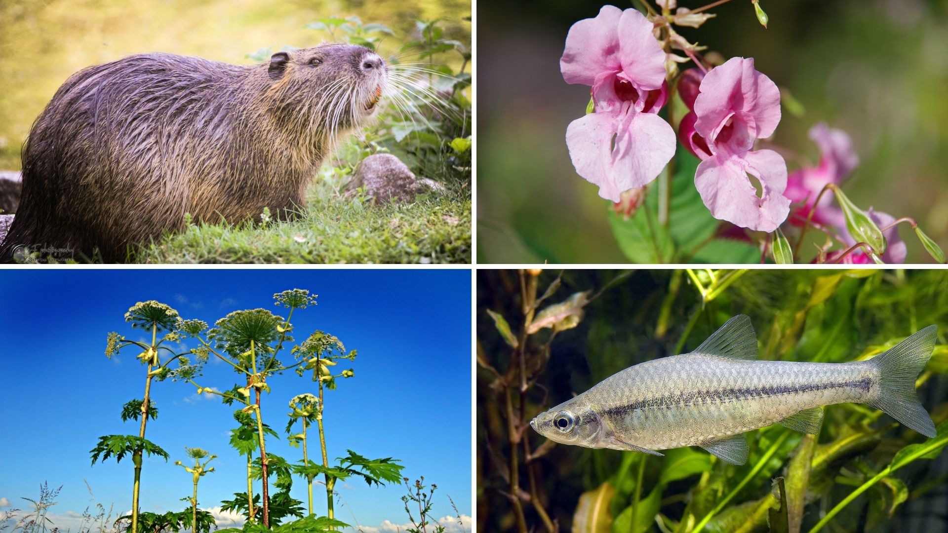 Ministerstvo životního prostředí vydává první zásady regulace invazních nepůvodních druhů. Zaměřují se na dvě škodlivé rostliny v krajině - bolševník velkolepý a pajasan žláznatý