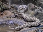 Zoo Plze pivtala ojedinl prstek, v Krlovstv jedu chov zmiji pavou