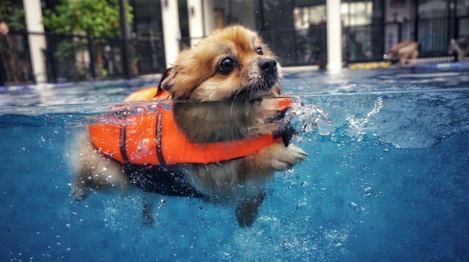 Váš pes nemusí umět plavat zcela automaticky