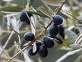 olivy ilustrační