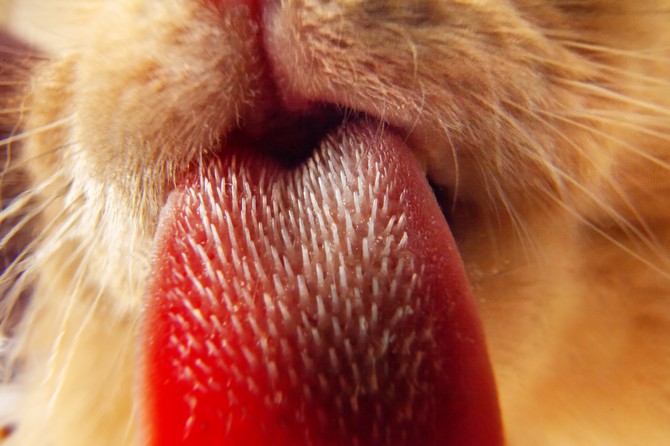 Zajímavosti o zvířecím jazyku: Proč ho mají kočky drsný a psi modrý?