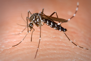 Komáři přenášejí virus z ptáků