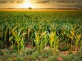 komodity kukuřice