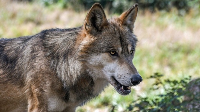 Kraj letos vyplatil u 1,8 milionu korun za kody zpsoben vlky