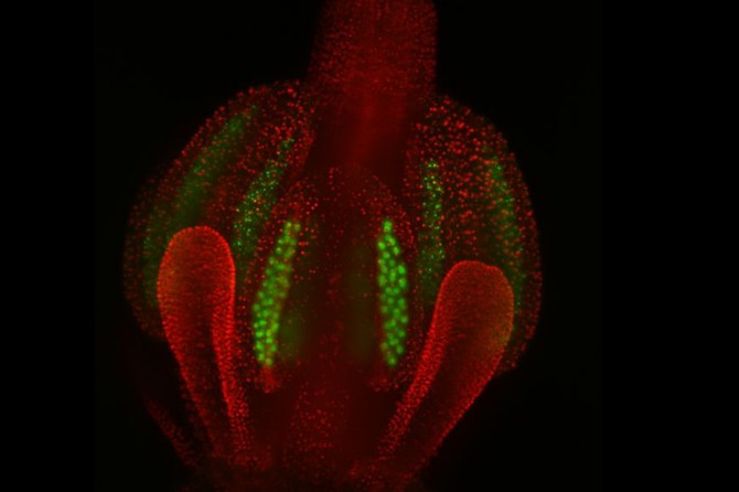 Květ Huseníčku rolního s exponovanými prašníky zachycenými světelnou mikroskopií. Jádra v meiocytech jsou zeleně, somatická jádra červeně.