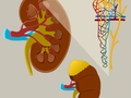 ledviny ilustrační