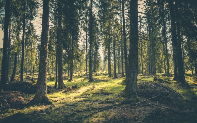 EU chce jet vce chrnit lesy a pralesy. Komise, Rada a Parlament se dohodly na kompromisu k nazen proti odlesovn 