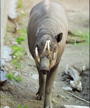 Babirusa je v jihlavské Zoo jediným chovem v ČR Ve volné přírodě žijí baribusy na části indonéského ostrova Sulawesi