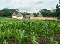 potravinová soběstačnost v Senegalu