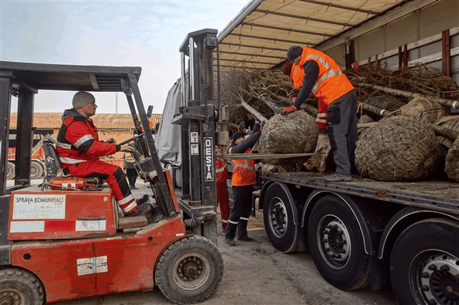 Vykldn kamionu z Holandska se stromy pro Mladou Boleslav