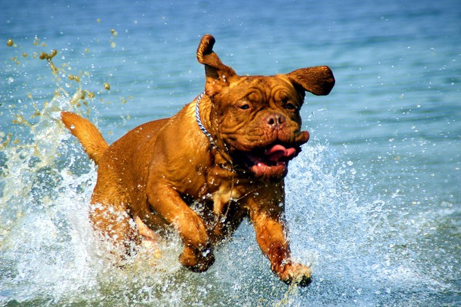 Jak pomoci svému psovi bojovat s horkem? Pozor při hrách, na náhubek i na chlorovanou vodu zdroj:Pixabay.com