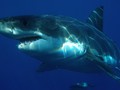 V budoucnu bude více žraloků u evropských břehů