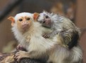 Kosmanovité opičky jsou přezdívané drápkaté