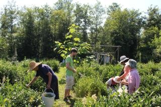 Projekt rozvoje ajovch zahrad v Gurii (Gruzie) 