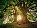 zeleň stromy životní prostředí