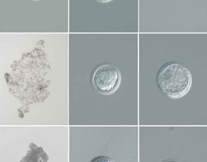 V laboratoři vytvořili dvě životaschopná embrya