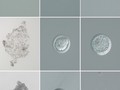 V laboratoři vytvořili dvě životaschopná embrya