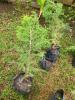 Juniperus Procera (amharsky ?? tsid), ele Cypiovit,