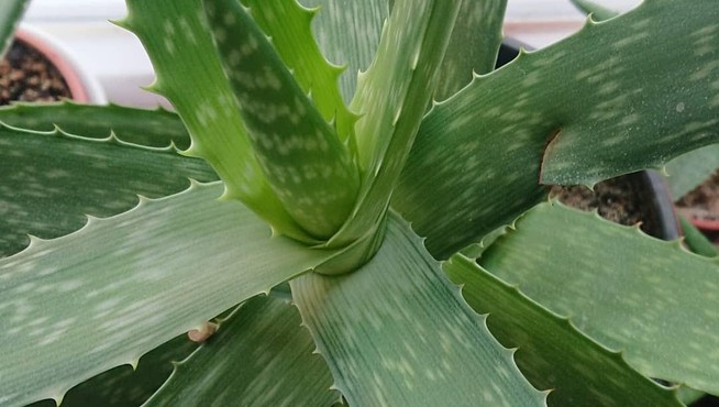 Aloe pravá neboli Aloe vera - kosmetická královna